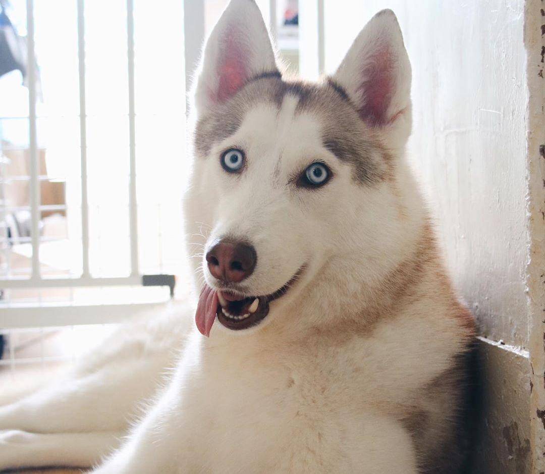 世上最傻的狗，世界十大低智商宠物狗排名，哈士奇在不在其中呢？_搜狐网