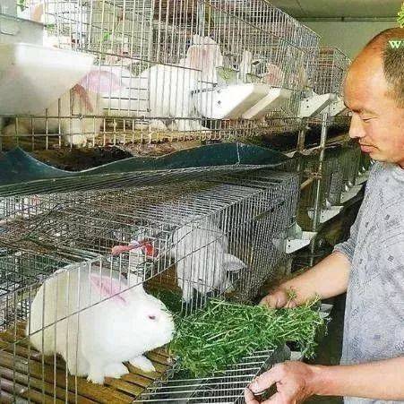 【养兔】养兔贴好秋膘好过冬_饲料_繁殖_供给