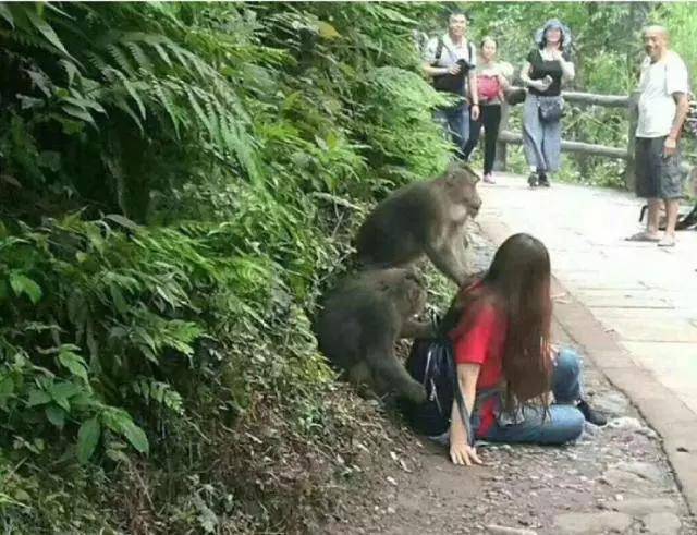 打伤无数游客，屠灭印度狗群，坏事做尽的猴子在峨眉山快被饿死了