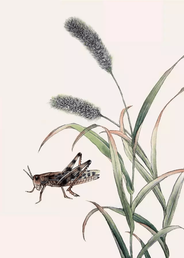 【国画教程】分步骤讲解蝗虫工笔画的画法