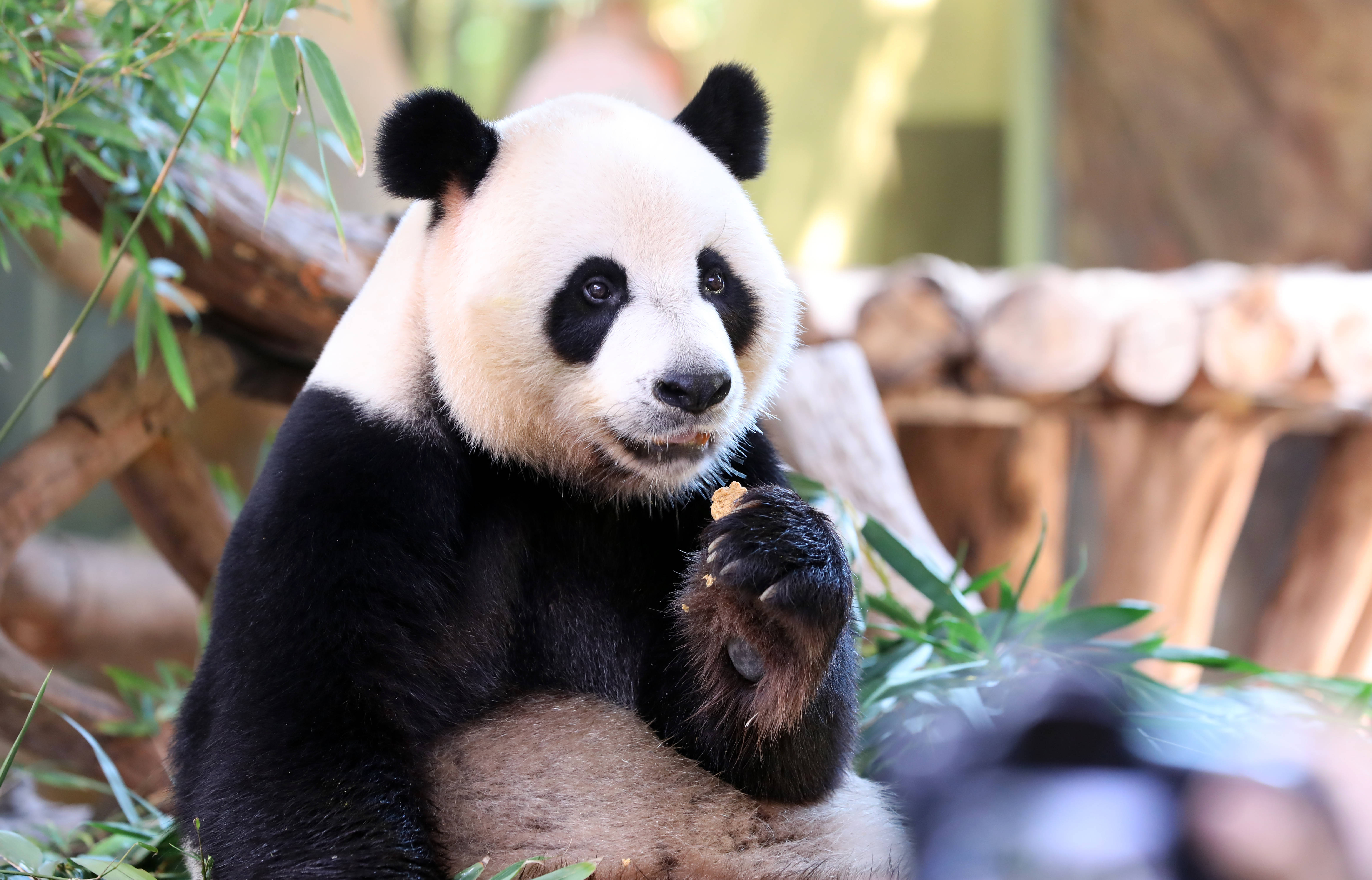 大熊猫三胞胎吃月饼庆中秋