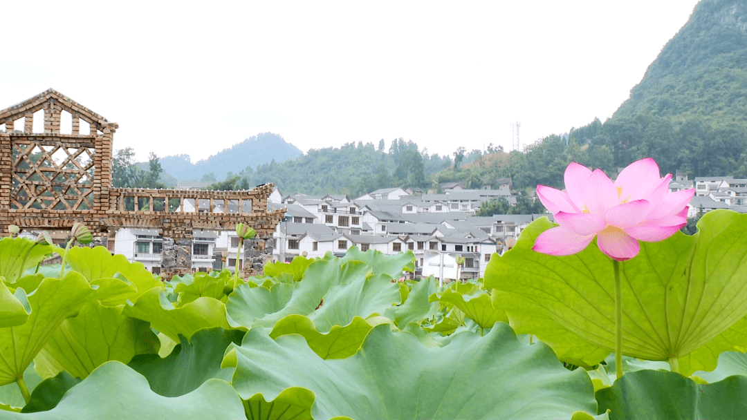 安顺普定县的这个村获评国家aaa级旅游景区_水井_收入_莲蓬