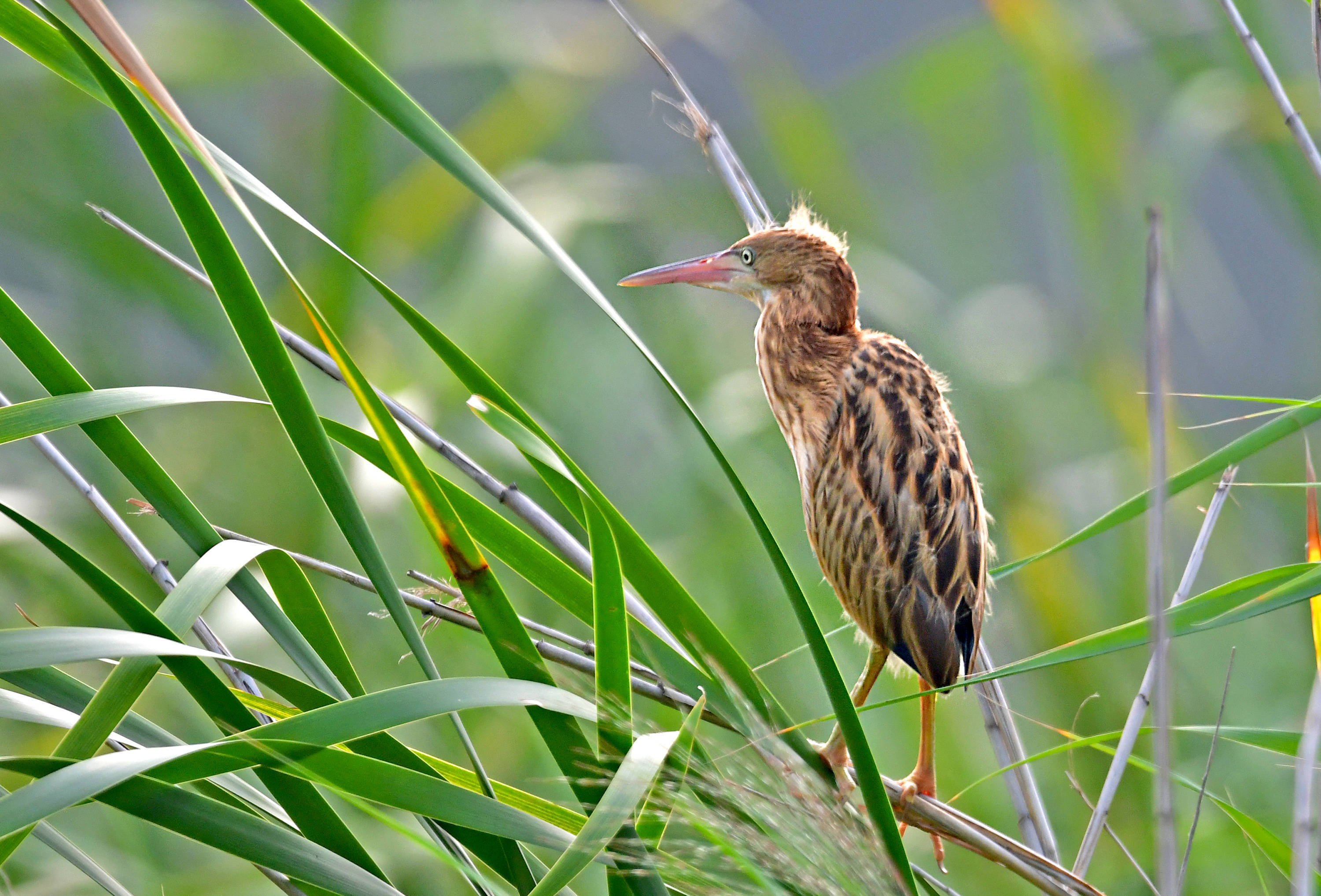 芦苇杆儿上的黄苇鳽_保护_明水_幼鸟