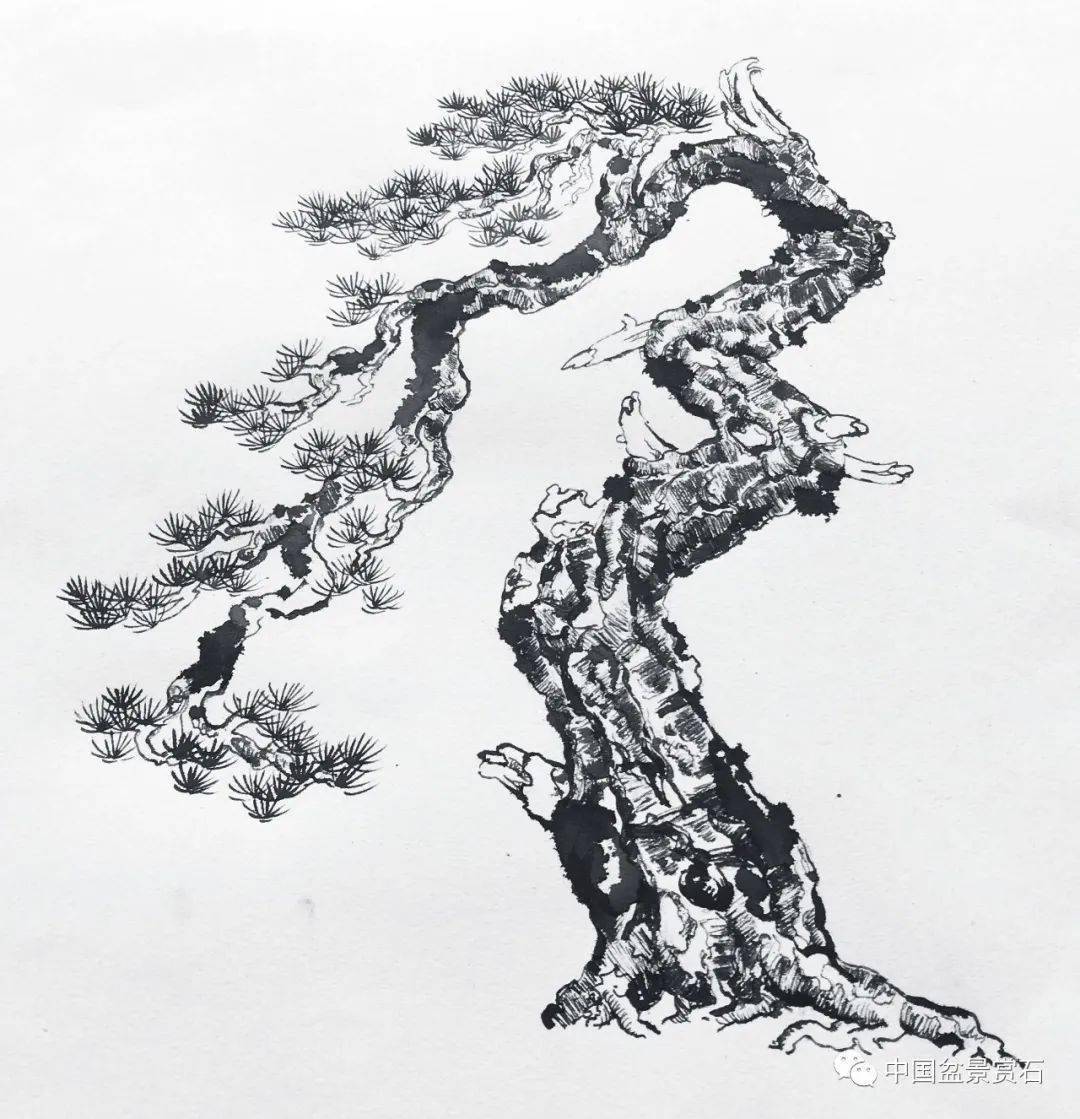 实用丨"线"在黑松盆景创作中的4大妙用!