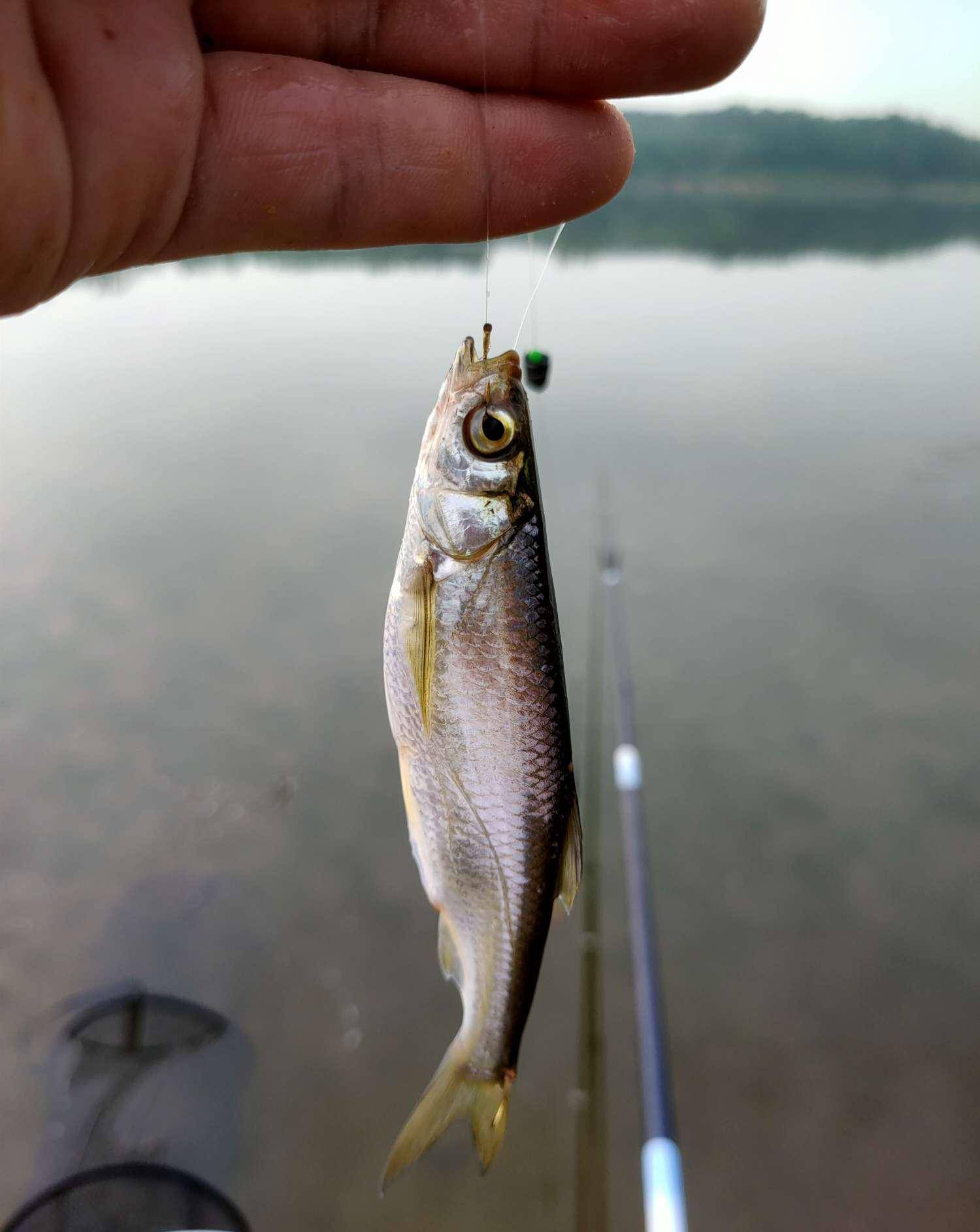 改为搓饵做钓,毕竟目标鱼不是白条,还是选择钓底,然而鱼情不会跟着