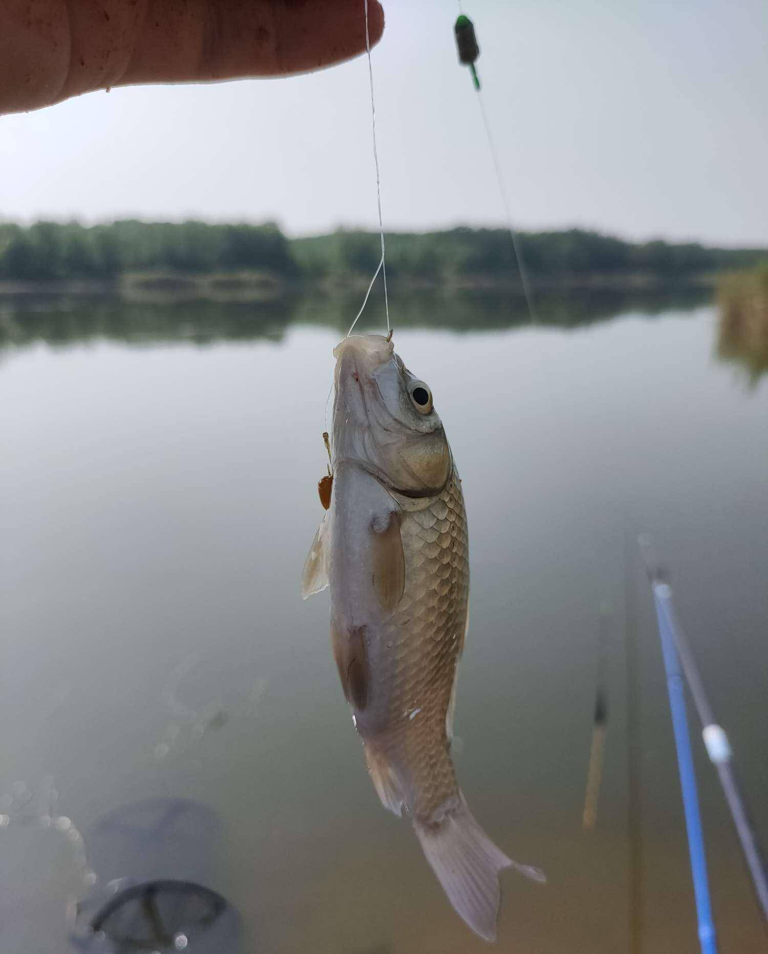 大鲫鱼照片图片