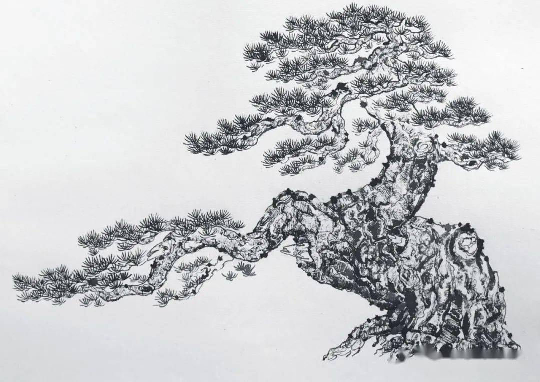实用丨"线"在黑松盆景创作中的4大妙用!_艺术_黄金分割_气韵