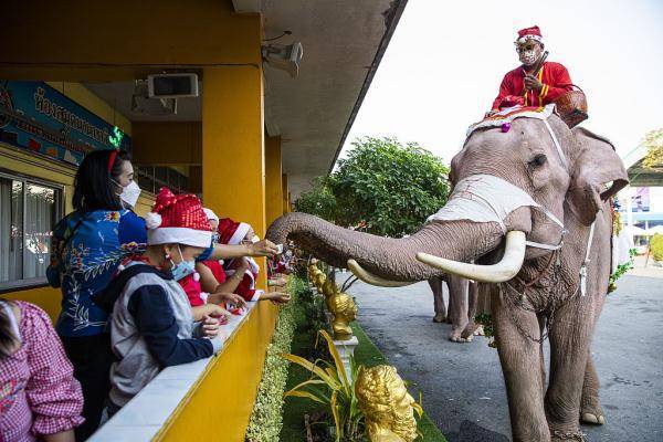 外媒：疫情冲击泰国旅游业，靠表演赚钱的大象纷纷“失业”