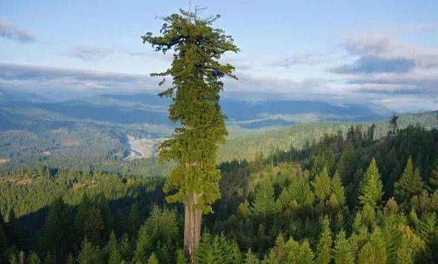 植物界的吉尼斯世界纪录大全,你都造吗?_树干_木材_树木