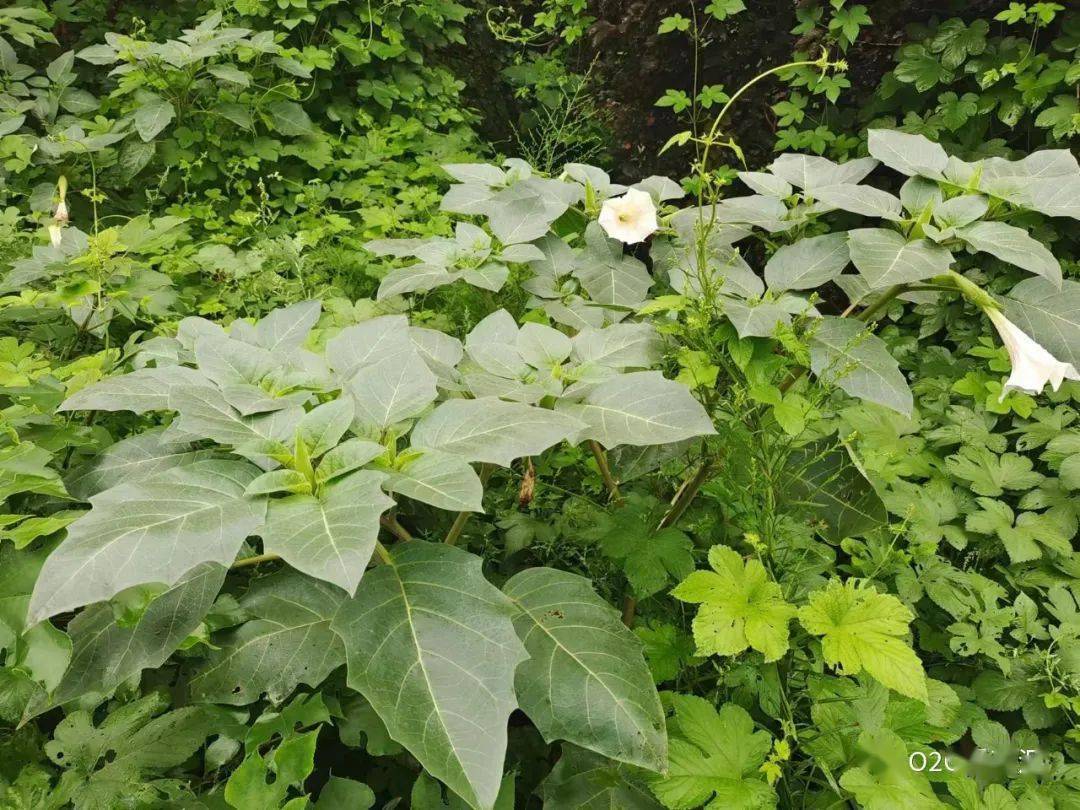 常见植物类外来入侵物种识别