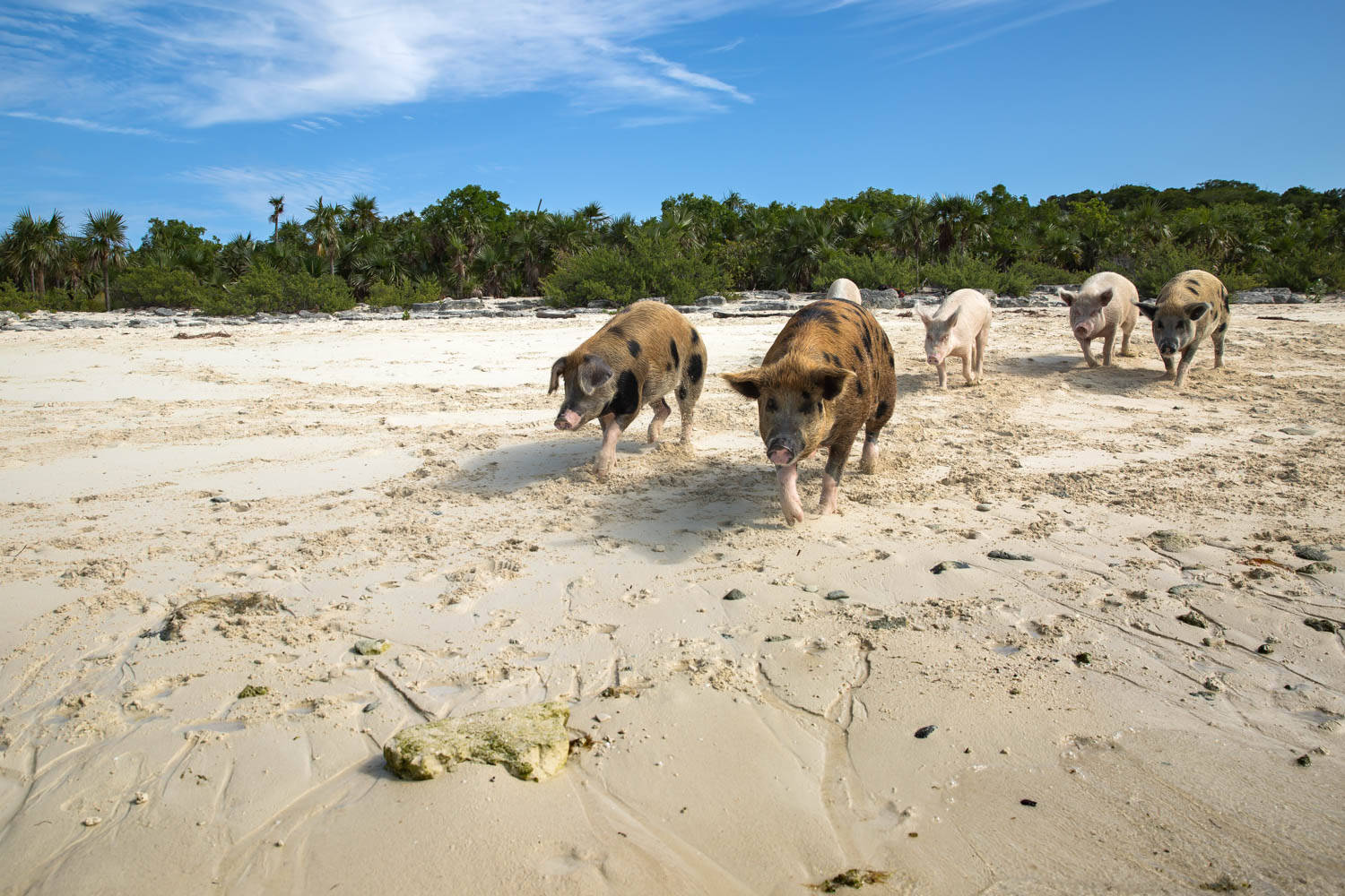 在巴哈马群岛和会游泳的猪一起逛海滩