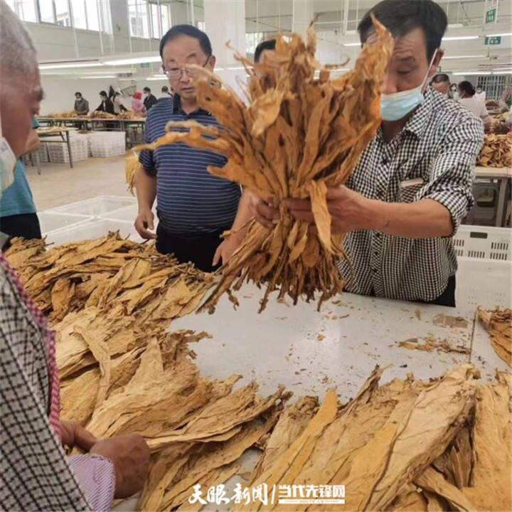 赫章县可乐乡：做好烤烟烘烤 助力乡村振兴_烟叶_指导_技术