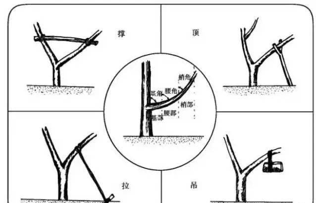 柑橘树形修剪图解图片