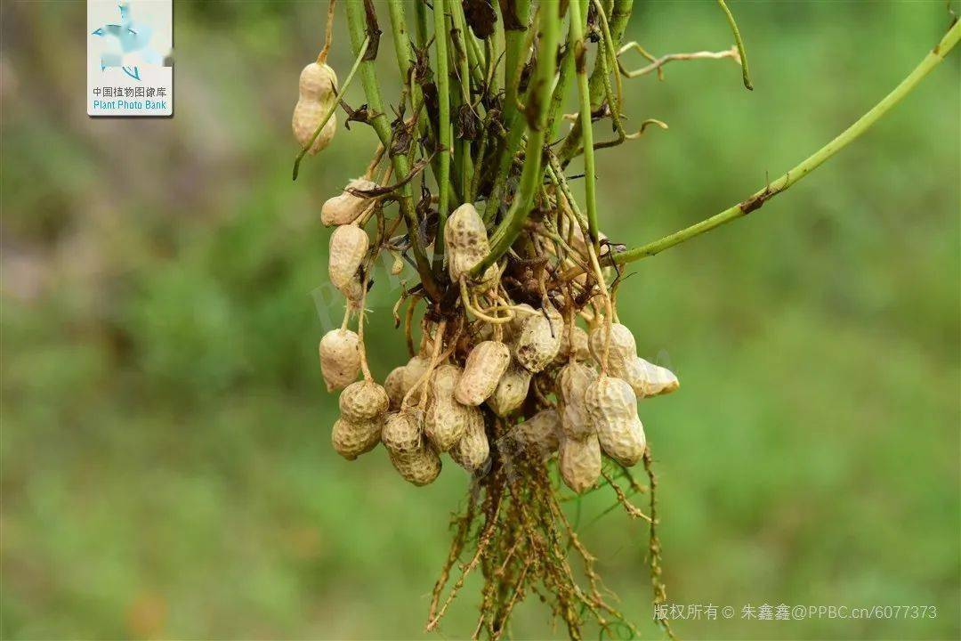地上开花,地下结果,你猜到是什么植物了吗?丨花花万物_花生_子房_果实
