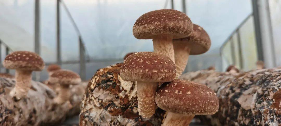 开阳35万斤富硒高钙食用菌陆续上市_种植_香菇_群众