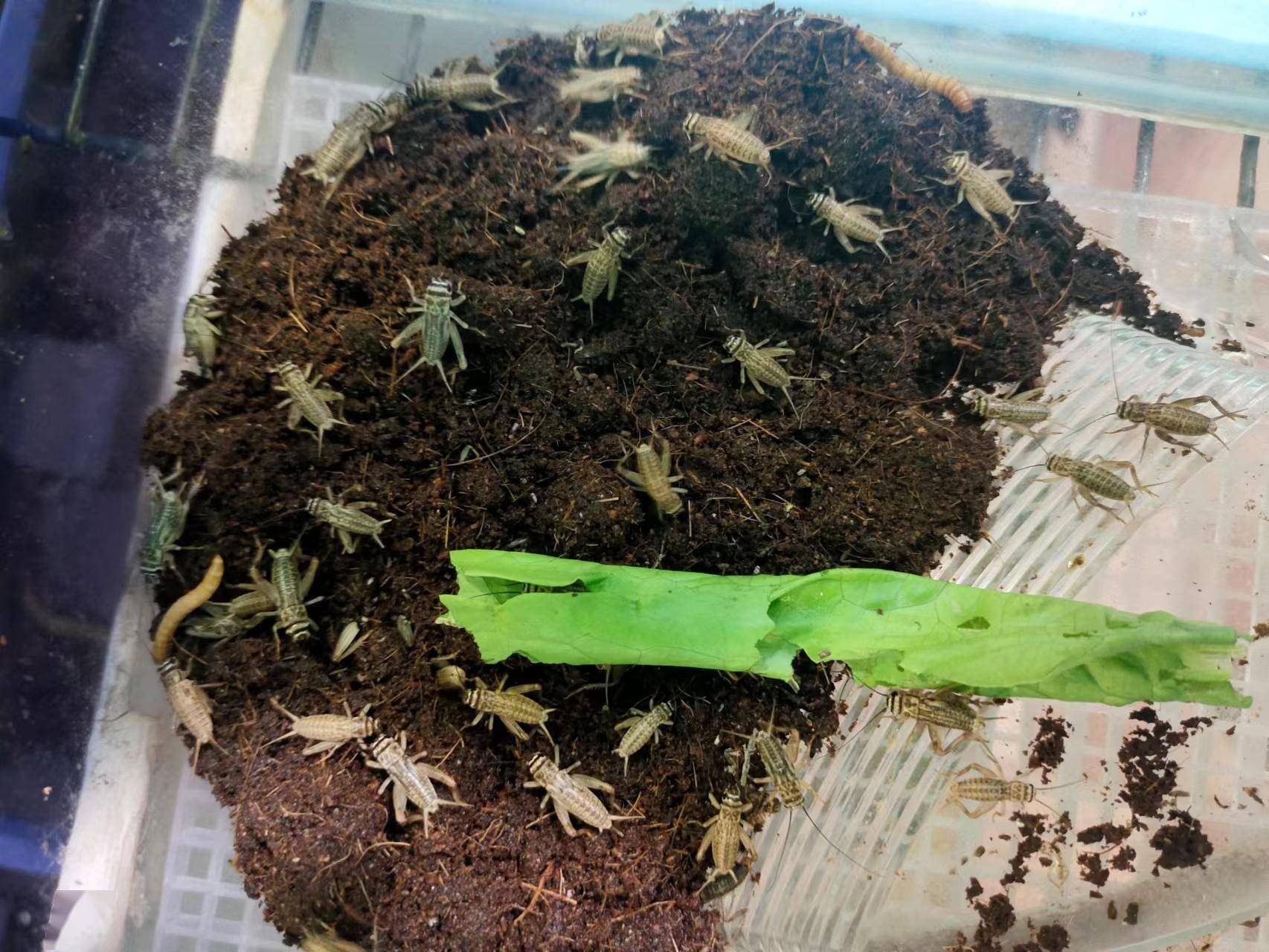 小宠物的食物也算宠物?是的,只要是活的都算,新进的几种小昆虫