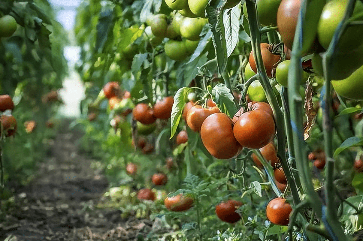 时进行_品种_壮苗