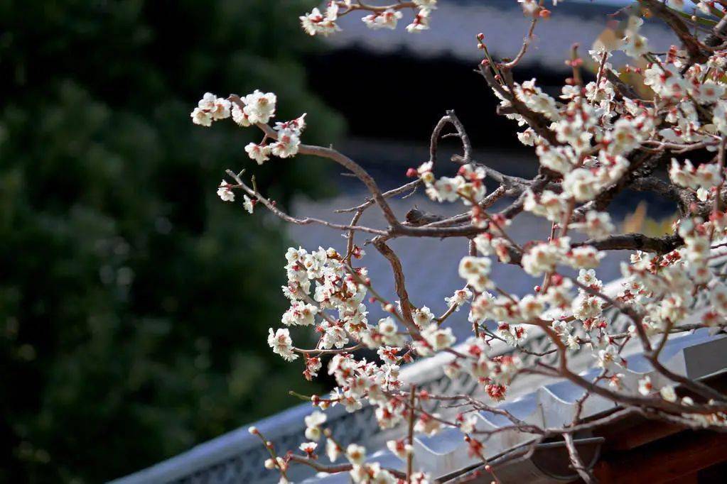 诗词丨梅兰竹菊真君子,浅笑低吟傲红尘_任群芳_兰花_竹子