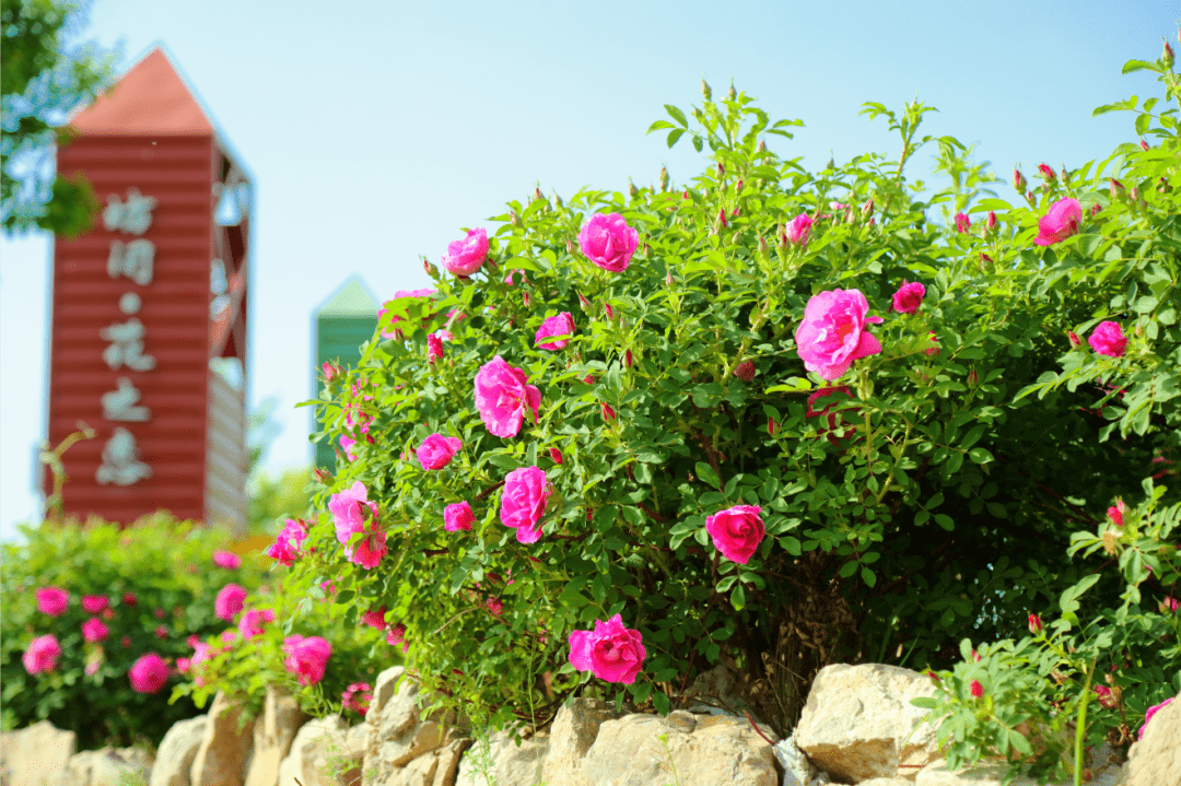 花海鹿岛公园图片