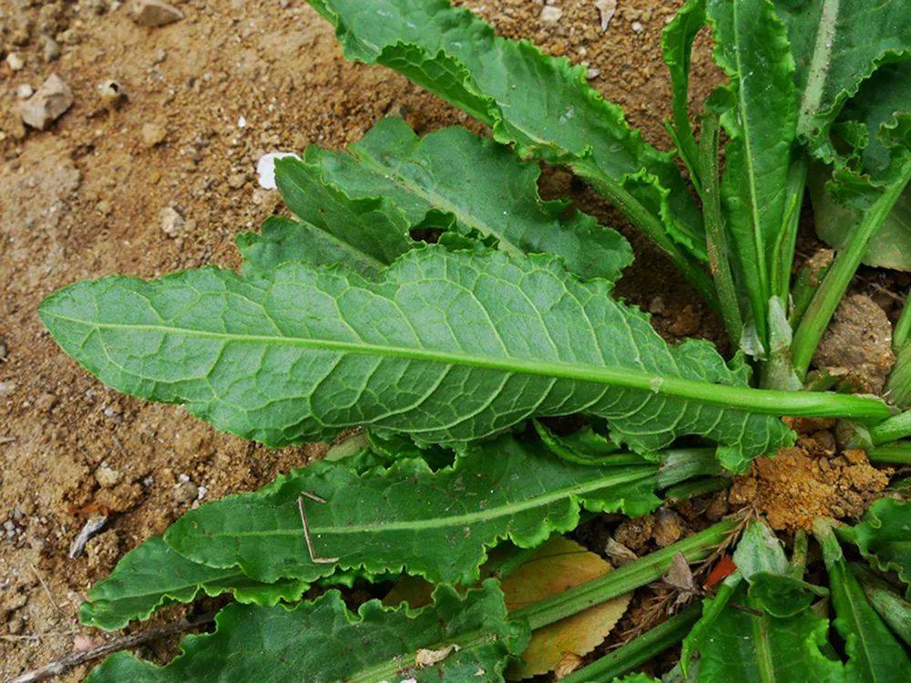 价值很高,叶能吃,根含"黄金"_野草_叶子_根部