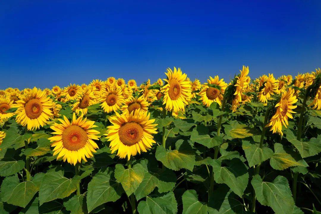 向日葵晚上在干嘛_生长素_向光_太阳