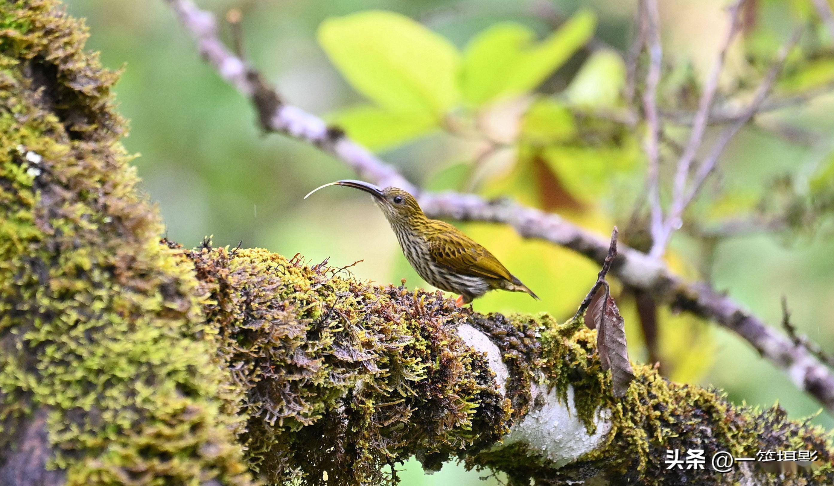 「在墨脱遇见鸟之四十」纹背捕蛛鸟_黑色_太阳鸟_中国