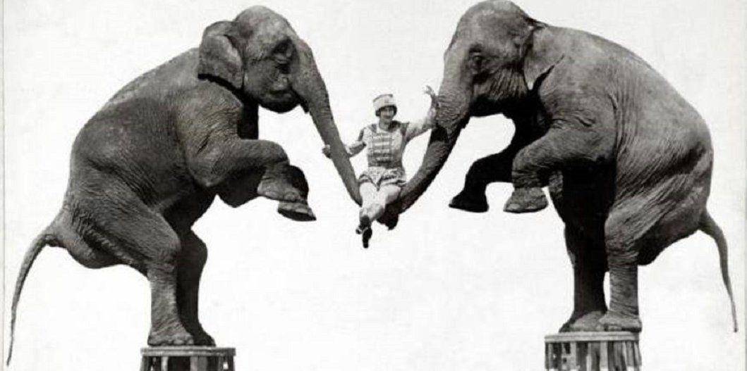 唯一一头被绞死的大象!它对人类做了什么,真的如此十恶不赦吗?