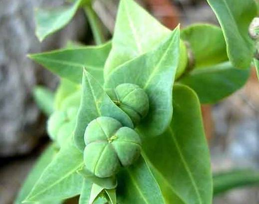 别称"千金子",农村的这种野菜,全草有毒,却引发专家的重视!