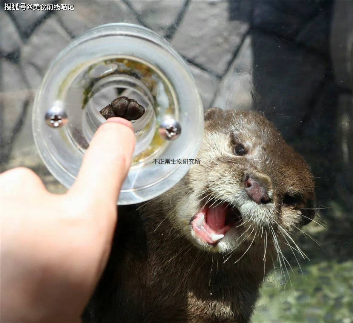 与动物来一次亲密的互动吧,日本水族馆举办的水獭握手会挺有意思_游客