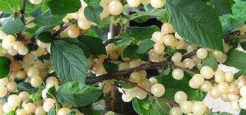 它被称为南方"最甜"水果,比车厘子甜多了,北方人表示没见过!