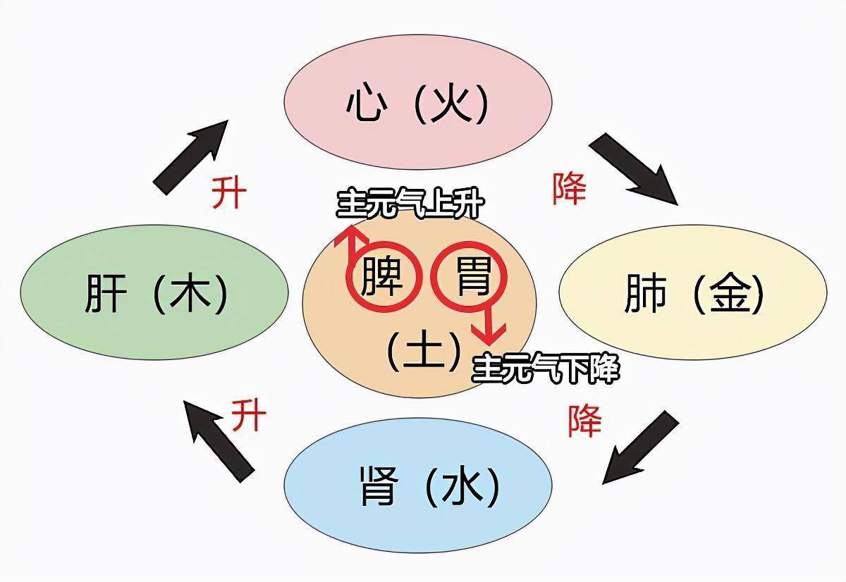 中医养生治疗脾胃湿热(中医治疗脾胃湿热的药方)