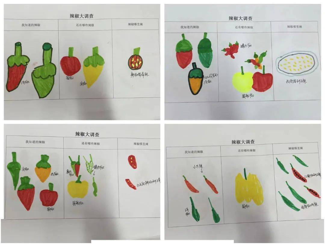 我和辣椒的故事——临朐中学全福元幼儿园生命教育课程之阳光种植系列