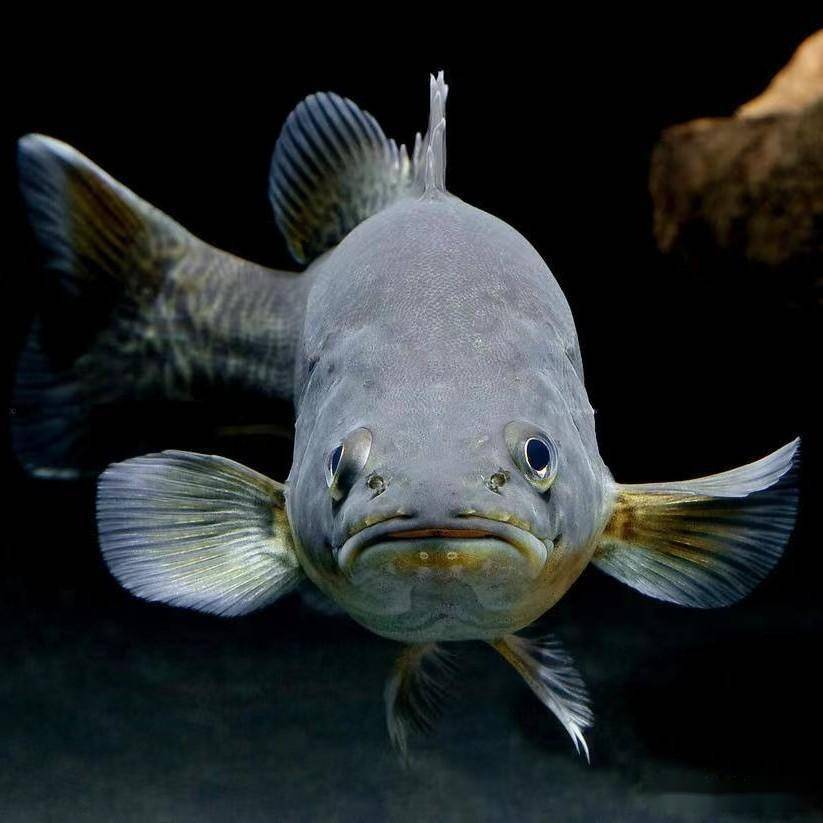 墨瑞鳕生物学特性及养殖技术_进行_池塘_澳大利亚