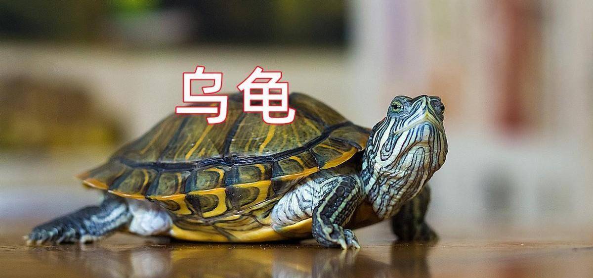 “王八”和“乌龟”是一样的么?区别很大,终于知道它们的区别了_生活_肉质_千年