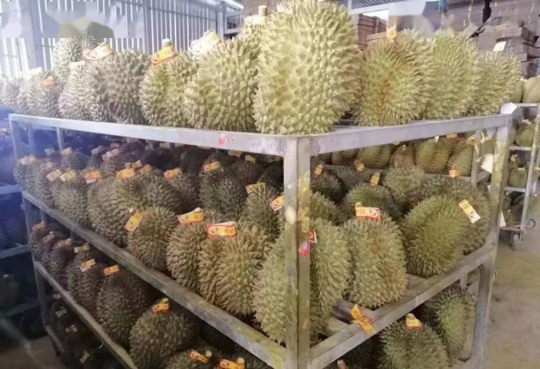 首批越南榴莲将于明日启程,越南严管盗用编码情况_出口_中国_种植