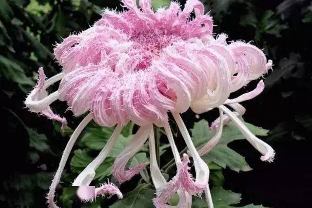 最美菊花 ,太珍贵了!_盘龙_黄牡丹_花已