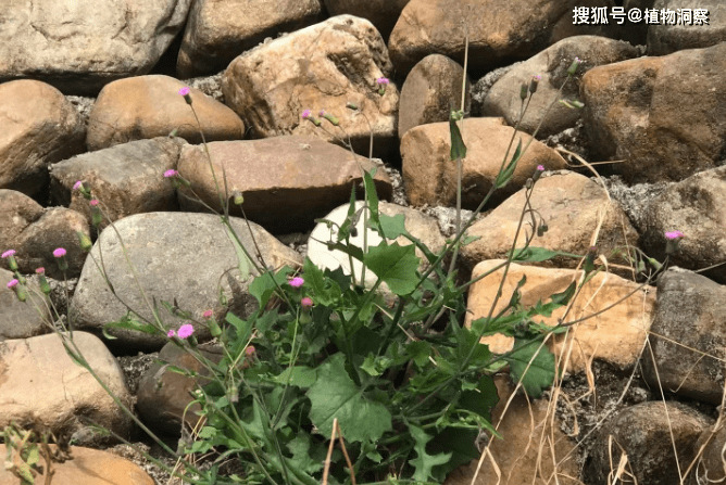 農村1種野草,是解毒