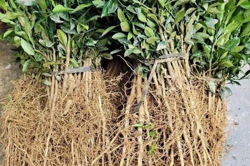 柑橘砧木选的好,果树丰产少不了,柑橘砧木特点介绍_枳壳_香橙_休眠