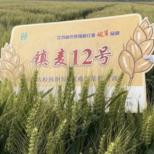 聚焦优势种源|“镇麦12号”入选2022年粮油生产主导品种_种业_小麦_实收