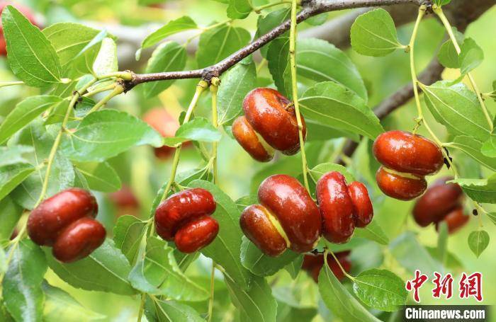 磨盘枣”“葫芦枣”“辣椒枣”：河北沧县数百种鲜枣成熟_搜狐网