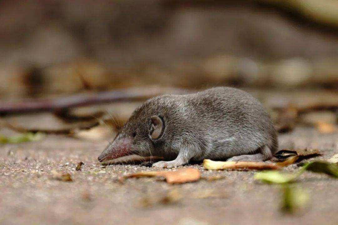 尖嘴鼠,每分钟心脏能跳1200下,哺乳界的用毒高手