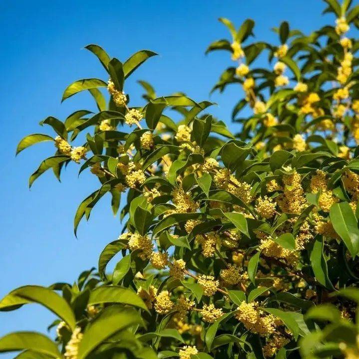 又到桂花飘香时，新鲜出炉的徐州赏桂攻略，请查收！_花香_景区_云龙湖