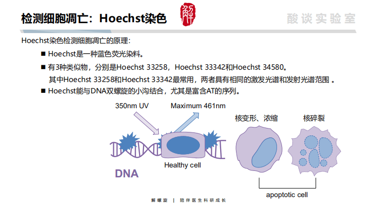 hoechst33258染色原理图片