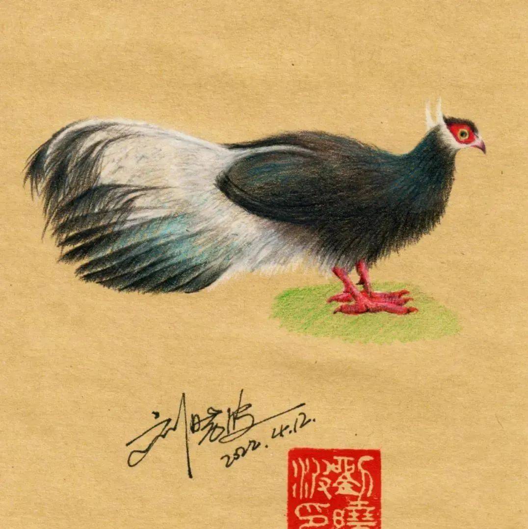 【手绘国家一级保护动物】褐马鸡_家族_边有_向耳