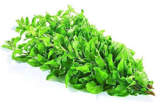 炒菜,泡茶,煮粥,作羹,可清火明目,治疗阴虚内热,肝火上升,头晕目糊等