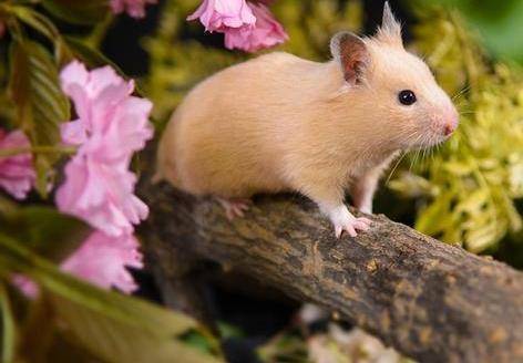 世界上最可爱的小老鼠,外形呆萌,而且看上去非常的好看