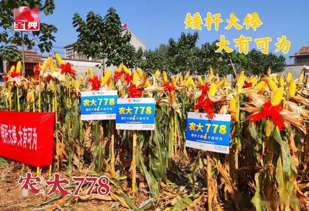 农大778优秀特质引市场热捧_种业_品种_经销商