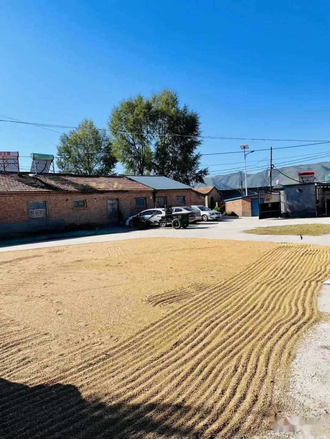 【基层动态】化隆县:村里来了义务抢收队——巴燕镇党员干部勠力同心