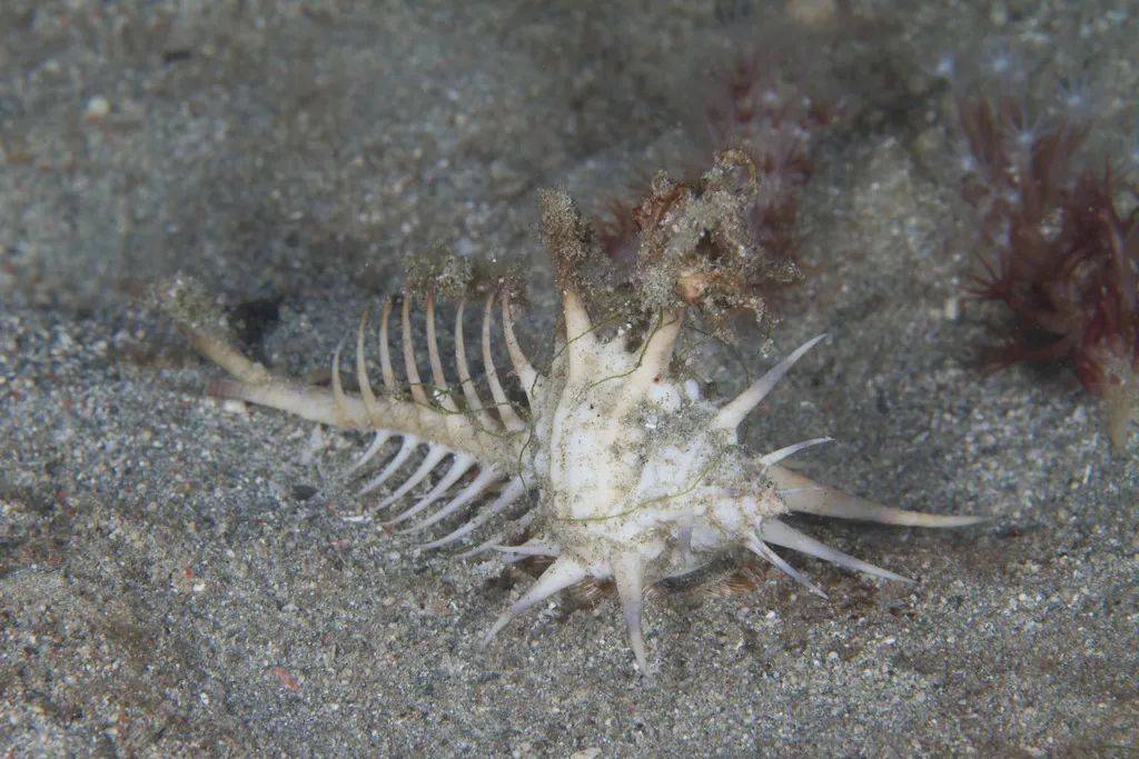 寻宝深圳市海之洋贝壳博物馆 │ 初识栉棘骨螺_前沟_维纳斯_学名