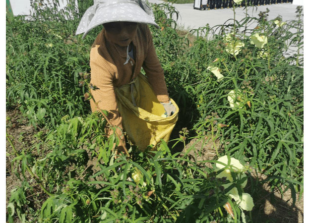江苏海安 黄蜀葵花致富千家 种植 村民 殷小军